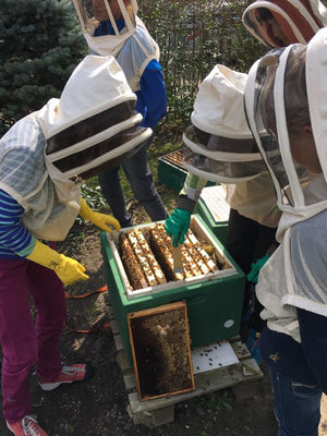Hamburger Stadthonig - Schanzenpark - 375g