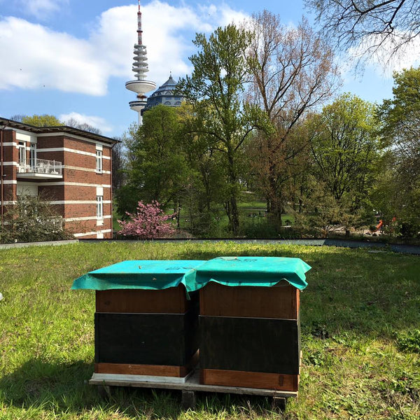 Hamburger Stadthonig - Schanzenpark - 375g