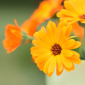 „Ein bisschen, sehr verrückt" Ringelblumen Samentüte - La Fabrique à Sachets