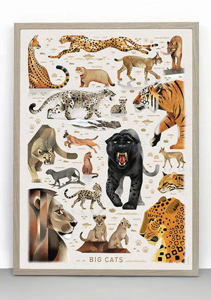 Big Cats Poster (50x70cm)