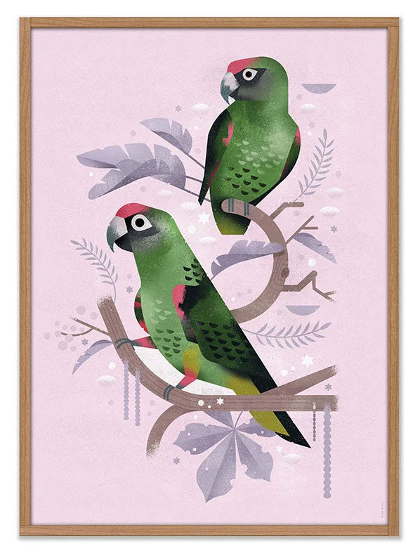 Red-Fronted Parrot Poster (50x70cm)