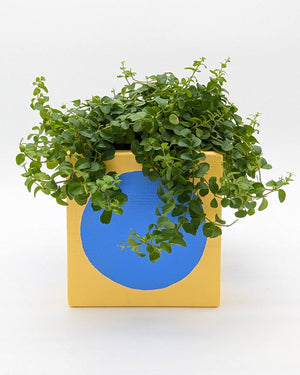 Art Pot Apricot Blue Dot - Unikat