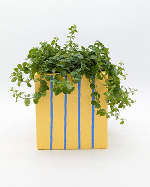 Art Pot Apricot Blue Stripes - Unikat