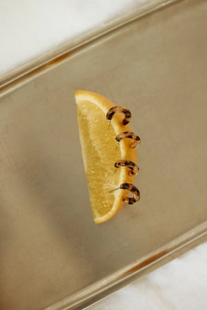 Charme Cookie Ohrringe