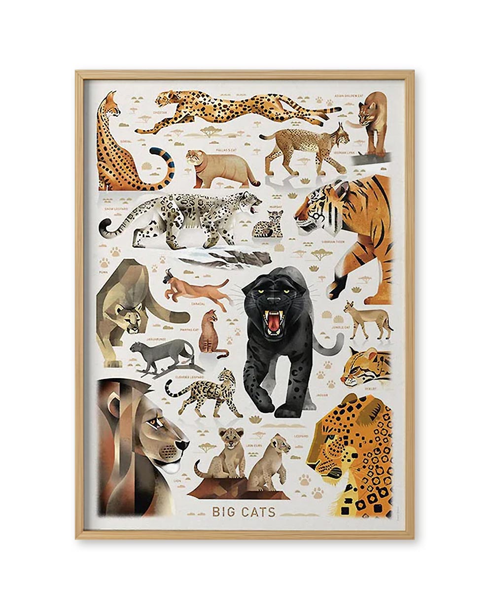 Poster Big Cats (50x70cm) von Dieter Braun zeigt stilisierte Großkatzen wie Gepard, Löwe, Tiger und mehr, illustriert auf weißem Hintergrund mit Beschriftungen und Pfotenabdrücken.