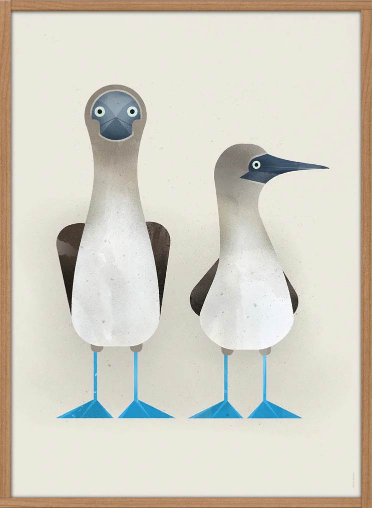 Blue-footed Boobies Poster (50 x 70 cm)