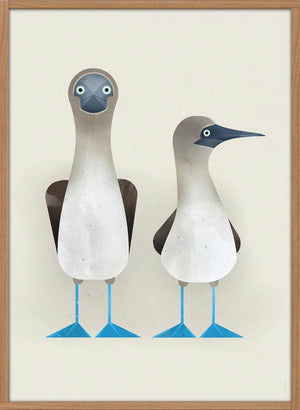 Blue-footed Boobies Poster (50 x 70 cm)
