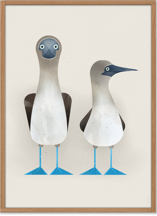 Blue-footed Boobies Poster (50 x 70 cm)