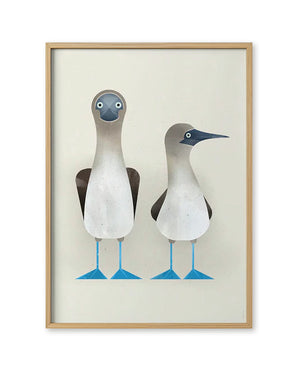 Blue-footed Boobies Poster (50 x 70 cm)