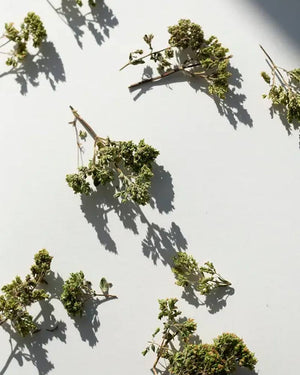 Daphnis and Chloe Griechischer Oregano-Bund