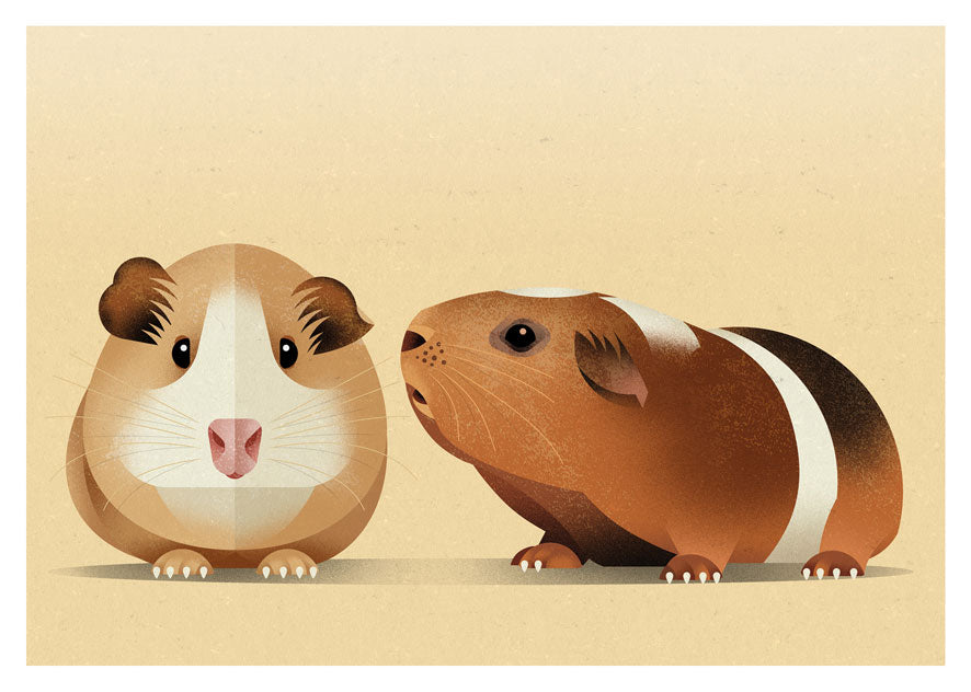 Guinea Pig Postkarte