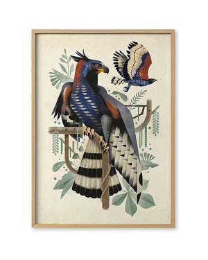 African Crowned Eagle Poster (50 x 70cm)