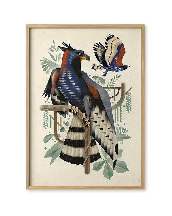 African Crowned Eagle Poster (50 x 70cm)