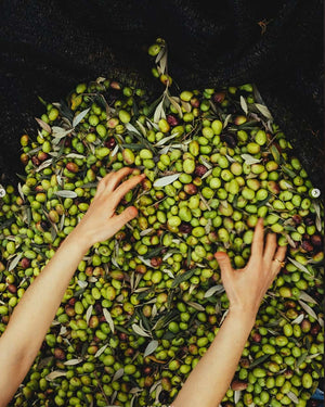 Lesile - BIO grüne, entsteinte Kalamata Oliven - 340/160g