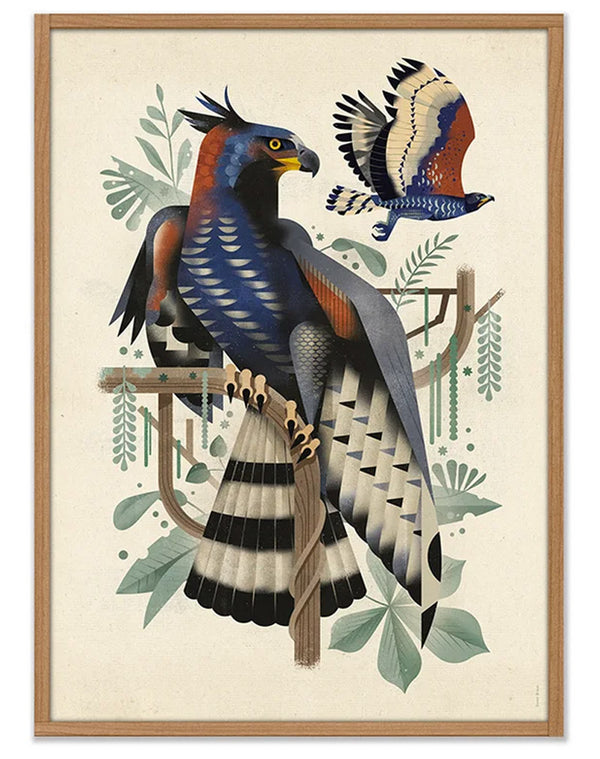 African Crowned Eagle Poster (50 x 70cm)