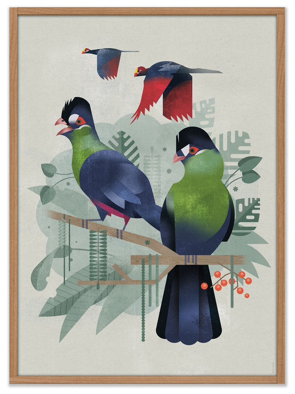 Seidenturako Poster (50 x 70cm)