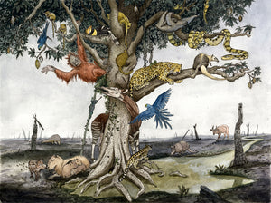 Der Wald ohne Bäume