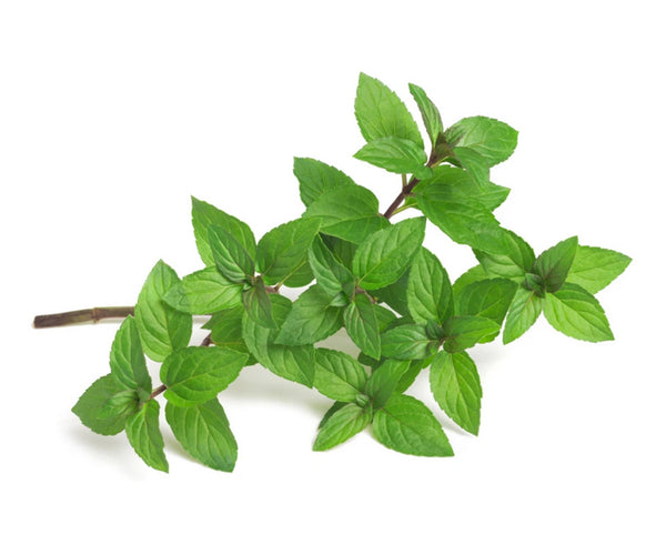 Common Peppermint Saatgut