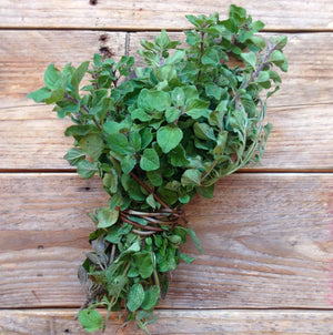 Oregano Greek Saatgut