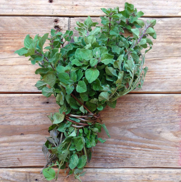 Oregano Greek Saatgut