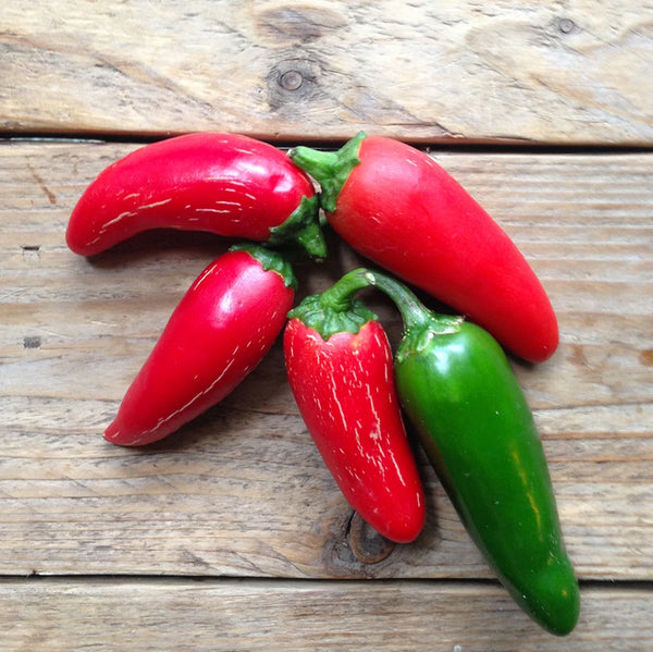 Hot Pepper Jalapeño M Saatgut