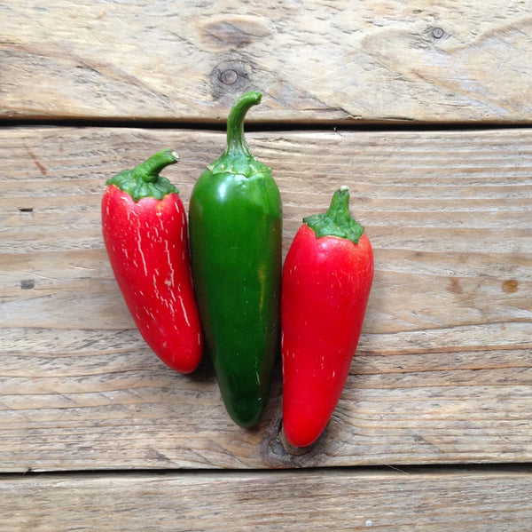 Hot Pepper Jalapeño M Saatgut