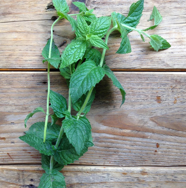 Moroccan Spearmint Saatgut
