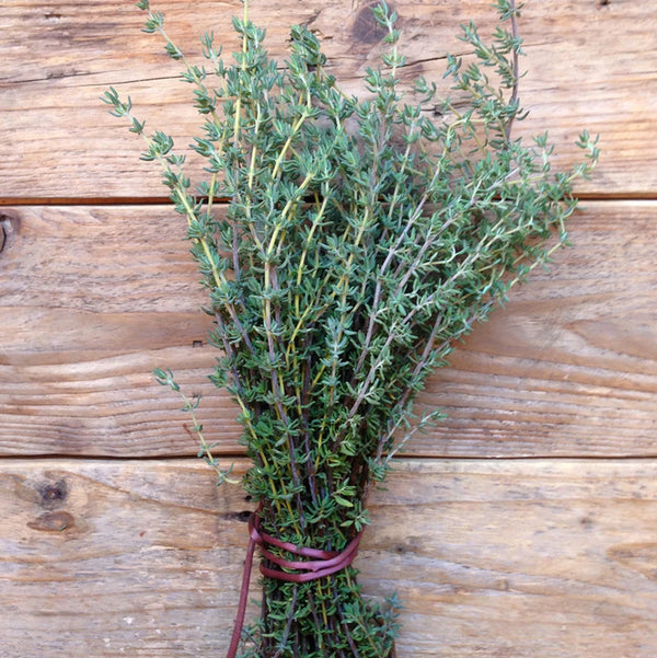 Thyme De Provence Saatgut