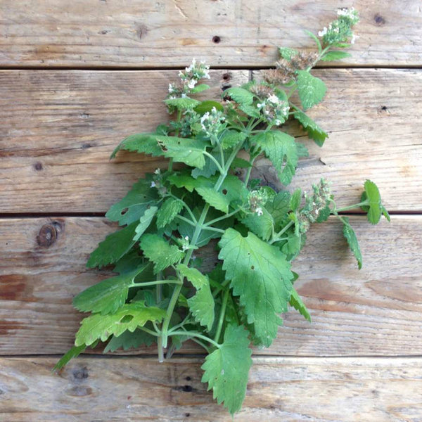 Katzenminze Nepeta Saatgut