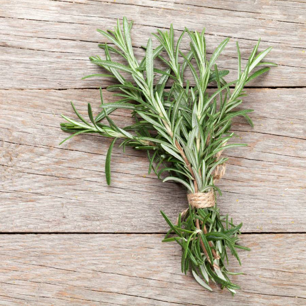 Rosemary Common Saatgut