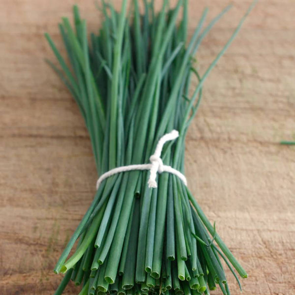 Fine Leaf Chives Saatgut