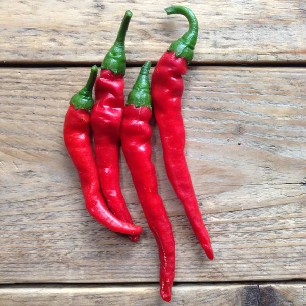 Hot Pepper Cayenne Long Slim Saatgut