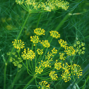 Mammouth Long Island Dill Saatgut