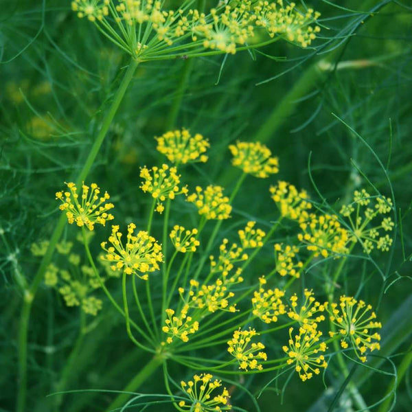 Mammouth Long Island Dill Saatgut