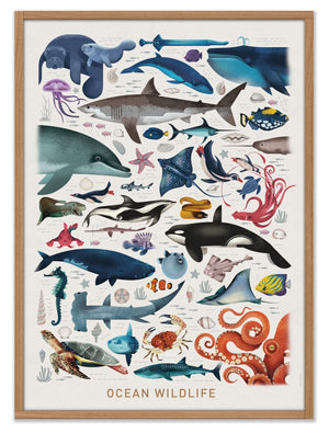 Ocean Wildlife Poster (50x70cm)