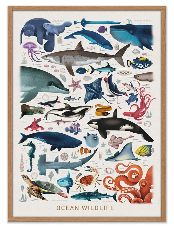Ocean Wildlife Poster (50x70cm)