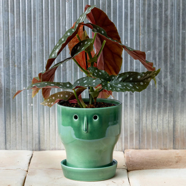 Studio Arhoj Fnoobie Pot Small