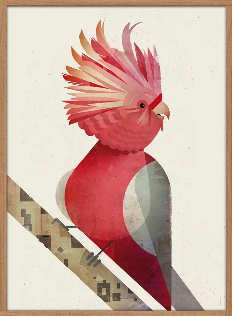 Kakadu Poster (50 x 70 cm)
