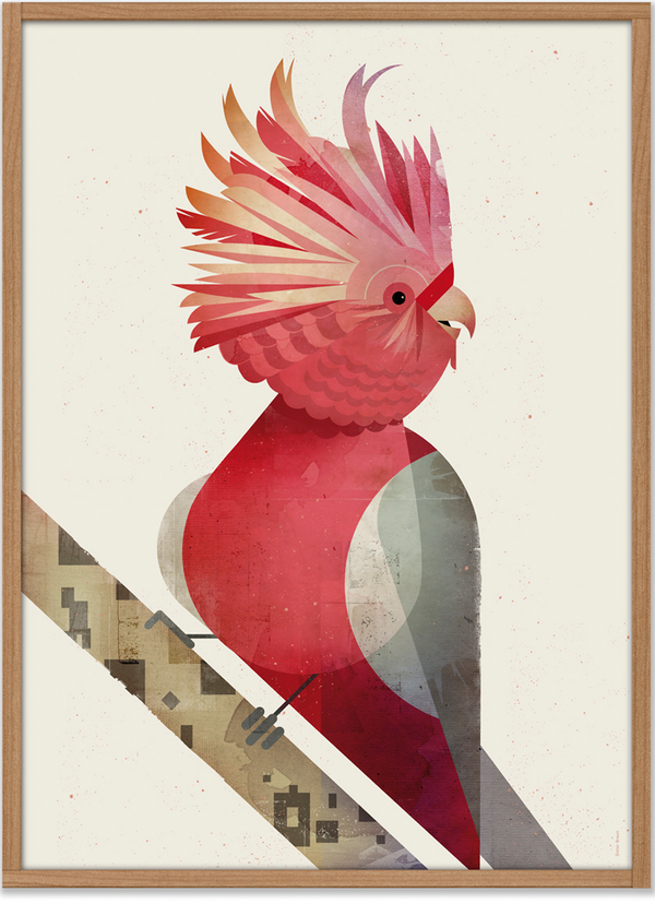 Kakadu Poster (50 x 70 cm)