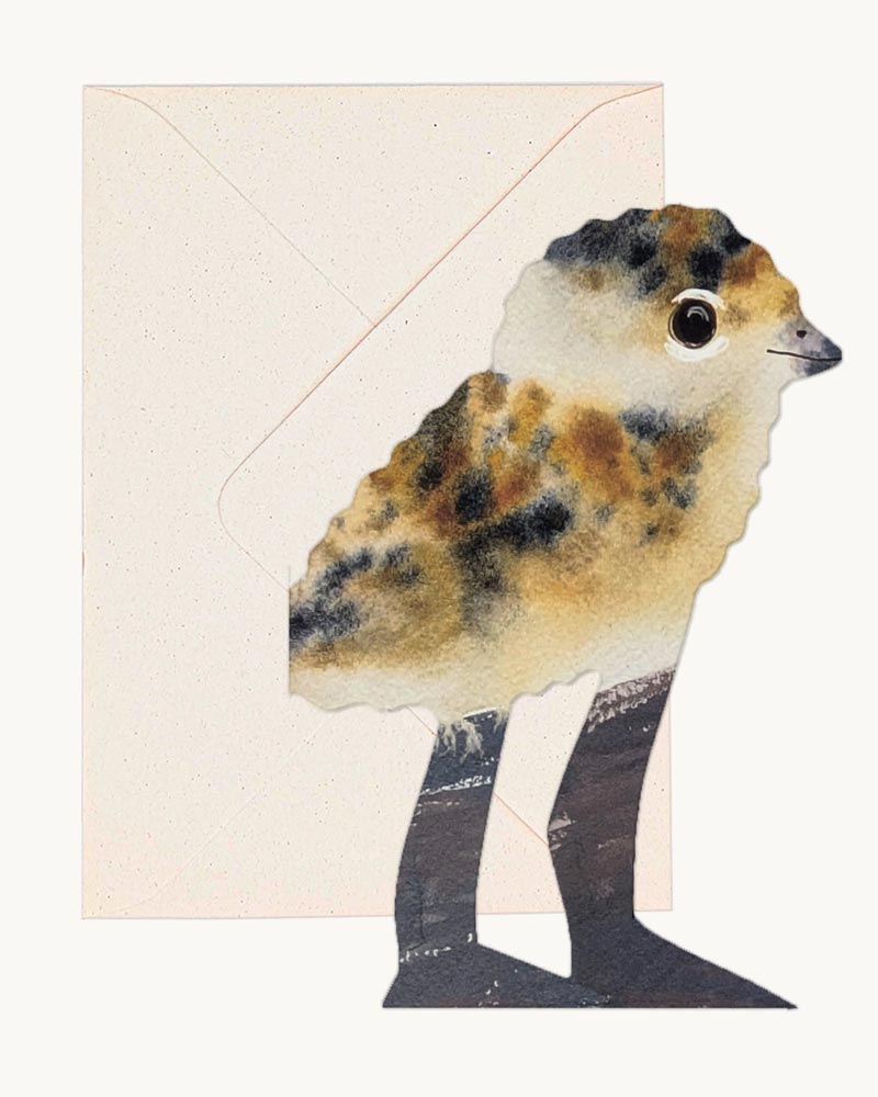 Hadley - Lapwing Chick Klappkarte