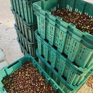 Levantes GRACE - Extra Virgin Olivenöl - 350ml