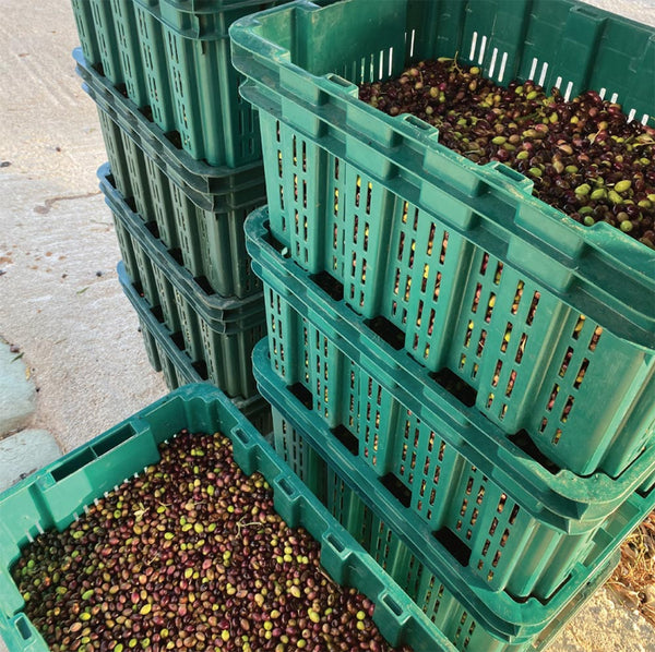 Levantes GRACE - Extra Virgin Olivenöl - 350ml