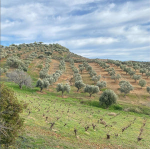 Levantes GRACE - Extra Virgin Olivenöl - 350ml