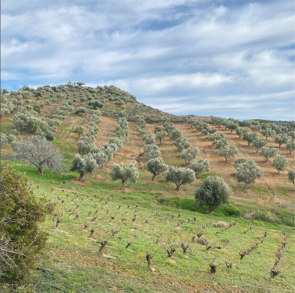 Levantes GRACE - Extra Virgin Olivenöl - 350ml