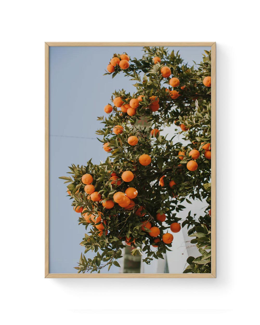 Oranges in Seville Poster - Claudia Casal (DinA3)