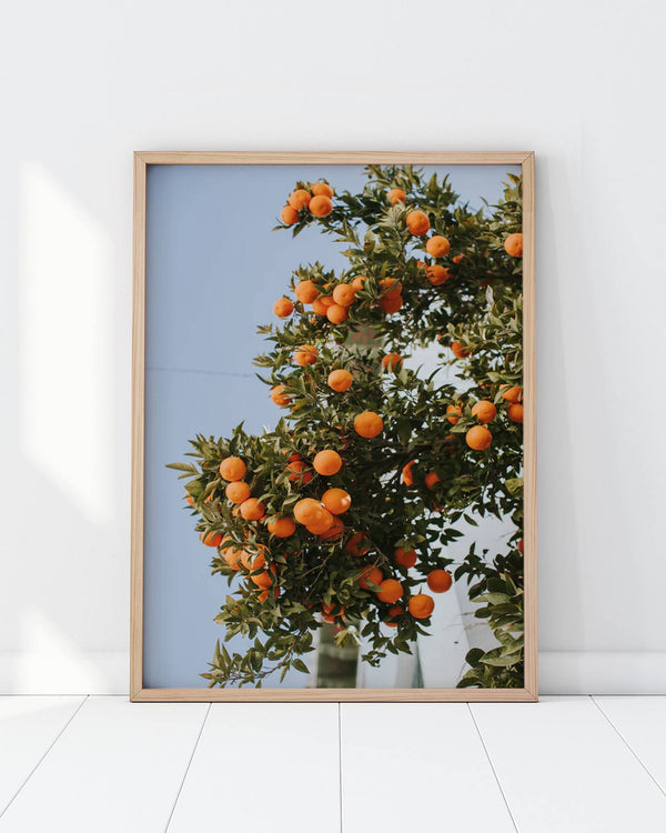 Oranges in Seville Poster - Claudia Casal (DinA3)