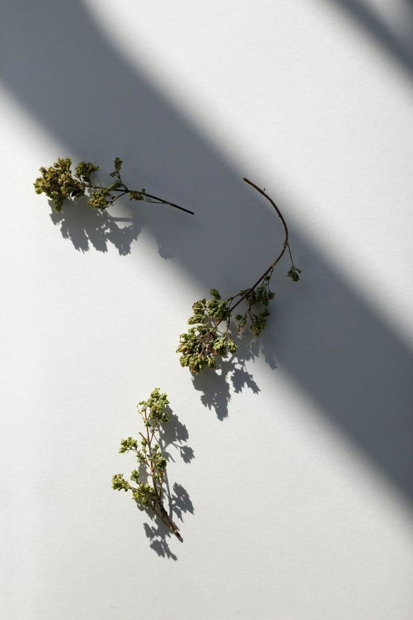 Daphnis and Chloe Oregano aus Taygetus