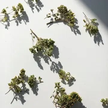 Daphnis and Chloe Oregano aus Taygetus