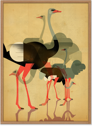Ostriches Poster (50 x 70 cm)