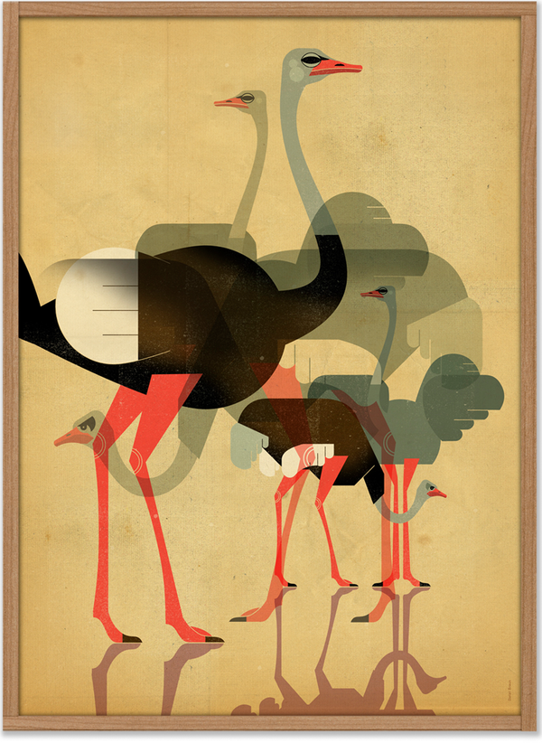 Ostriches Poster (50 x 70 cm)
